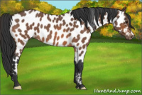 Horse Color:Bay Roan Appaloosa 
