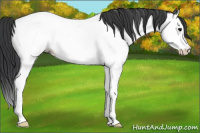 Horse Color:Blue Roan Splash Appaloosa Rabicano 