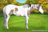 Horse Color:White Spotted Brown Dun Splash Tobiano