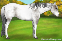 Horse Color:White Spotted Grullo Tobiano 