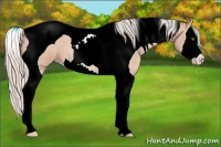 Horse Color:Silver Sable Champagne Roan Splash Tobiano