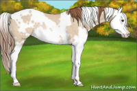 Horse Color:White Spotted Red Dun Sabino Splash Rabicano 