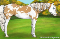 Horse Color:White Spotted Palomino Sabino Splash 
