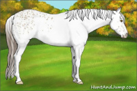 Horse Color:White Spotted Classic Cream Champagne 