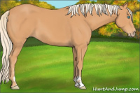 Horse Color:Gray Cremello Sabino 