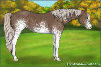 Horse Color:White Spotted Silver Black Sabino 