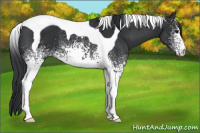 Horse Color:White Spotted Black Tobiano Appaloosa