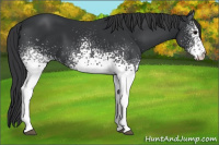 Horse Color:White Spotted Black 