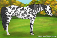 Horse Color:Black Appaloosa Rabicano 