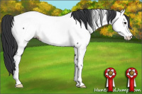 Horse Color:Black Appaloosa Rabicano 