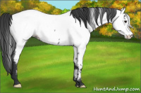 Horse Color:Blue Roan Appaloosa Rabicano 