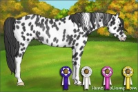 Horse Color:Black Leopard Rabicano 