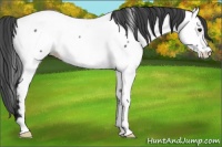 Horse Color:Blue Roan Fewspot Rabicano 