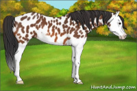Horse Color:Bay Splash Appaloosa 