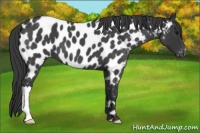 Horse Color:Blue Roan Appaloosa 