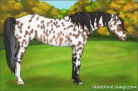 Horse Color:Bay Roan Leopard Rabicano 
