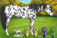 Horse Color:Blue Roan Appaloosa 