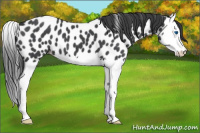 Horse Color:Blue Roan Splash Appaloosa 