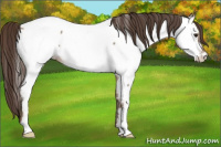 Horse Color:Classic Champagne Appaloosa Rabicano 