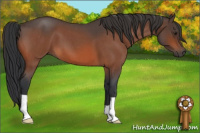 Horse Color:Bay Roan 