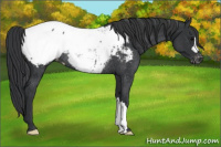 Horse Color:Black Appaloosa Rabicano 