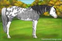 Horse Color:Blue Roan Splash Appaloosa Rabicano 