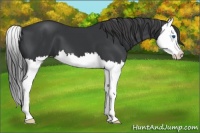 Horse Color:Black Splash 