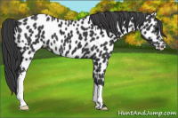 Horse Color:Black Appaloosa 