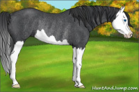 Horse Color:Blue Roan Splash Rabicano 