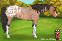 Horse Color:Bay Roan Appaloosa 