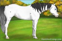 Horse Color:Blue Roan Splash Appaloosa 
