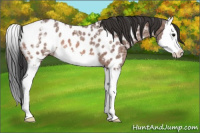 Horse Color:Bay Ice Splash Appaloosa Rabicano 