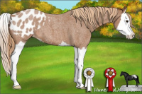 Horse Color:Red Roan Splash Appaloosa 