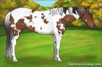 Horse Color:White Spotted Buckskin Tobiano 