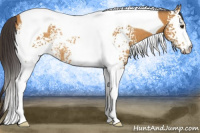 Horse Color:White Spotted Buckskin Tobiano Rabicano