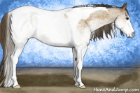 Horse Color:White Spotted Buckskin Tobiano Appaloosa