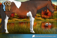 Horse Color:Brown Tobiano