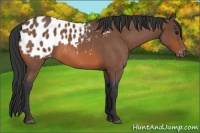 Horse Color:Bay Roan Appaloosa 