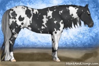 Horse Color:White Spotted Black Appaloosa 