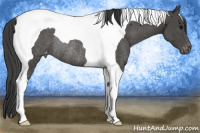 Horse Color:Black Tobiano Appaloosa Rabicano 