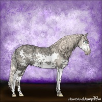 Horse Color:Perlino Ice Splash Frame Rabicano 