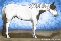 Horse Color:Smoky Black Tobiano Frame Appaloosa