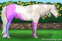Horse Color:Smoky Creme Splash Tobiano Frame Appaloosa 