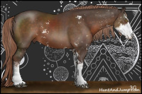 Horse Color:Liver Chestnut Sabino 