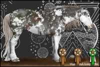 Horse Color:Liver Chestnut Sabino Splash 