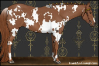 Horse Color:White Spotted Chestnut 