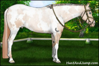 Horse Color:White Spotted Buckskin Pearl Snowflake Varnish 
