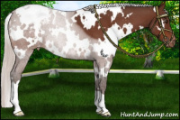Horse Color:White Spotted Silver Brown Roan Varnish 