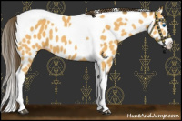 Horse Color:Buckskin Splash Tobiano Near Leopard