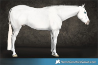 Horse Color:White Spotted Perlino Dun Splash Appaloosa 